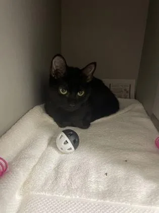 A baby medium-sized female Domestic Short Hair cat named Esme for adoption in Louisburg, NC