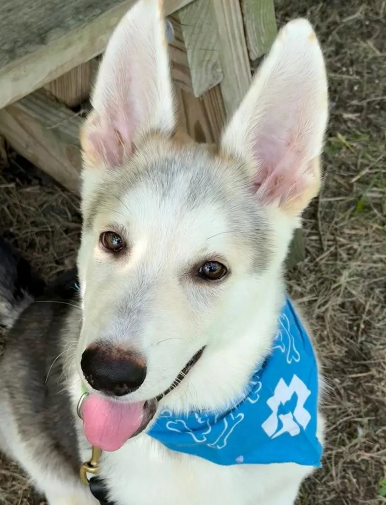 A baby large-sized male Shepherd dog named Murray for adoption in San Leon, TX