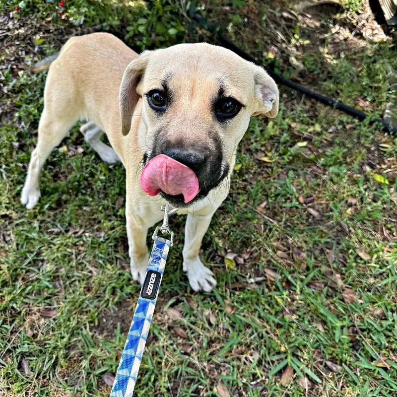 Cute Cuddly Cody thumbnail 2