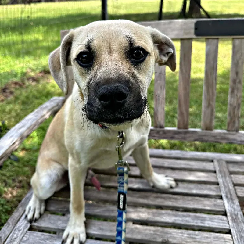 Cute Cuddly Cody thumbnail 3