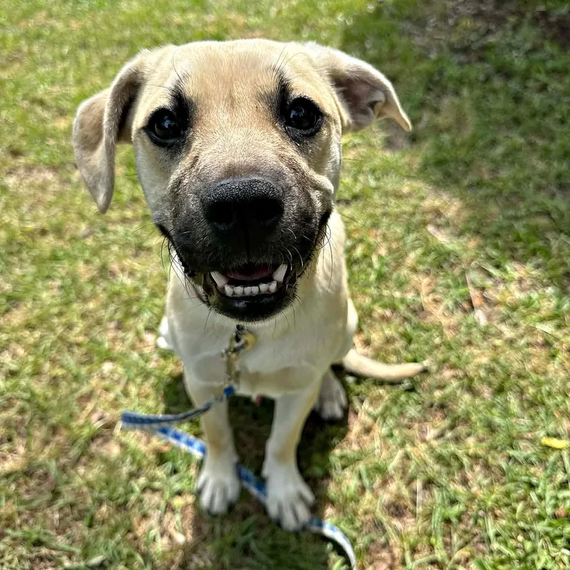 Cute Cuddly Cody thumbnail 4