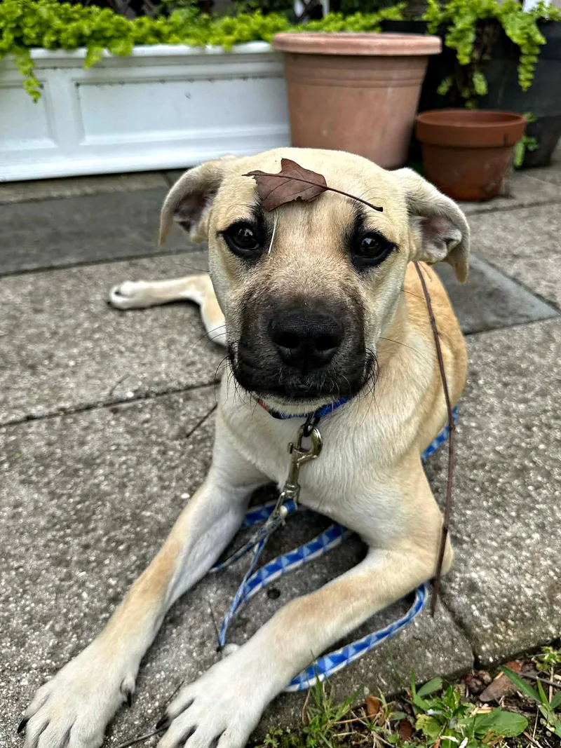 A baby medium-sized male Labrador Retriever dog named Cute Cuddly Cody for adoption in Reston, VA