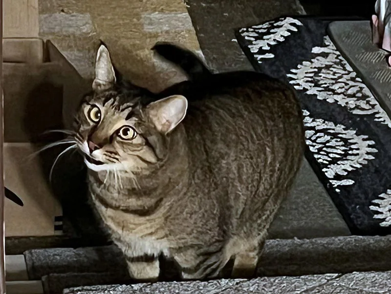 Tigger N Offered By thumbnail 3