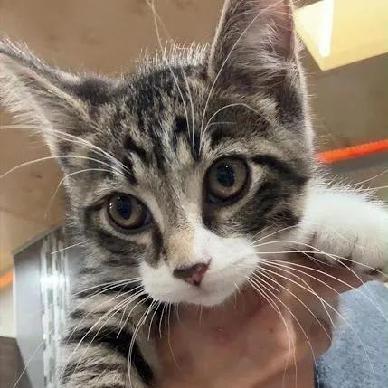 A baby small-sized male Brown / Chocolate Domestic Short Hair cat named Arthur for adoption in Sioux Falls, SD