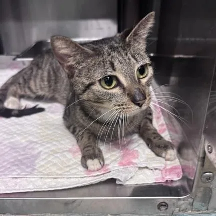 An adult medium-sized female Tabby (Brown / Chocolate) Domestic Short Hair cat named Ramen for adoption in Marion, NC