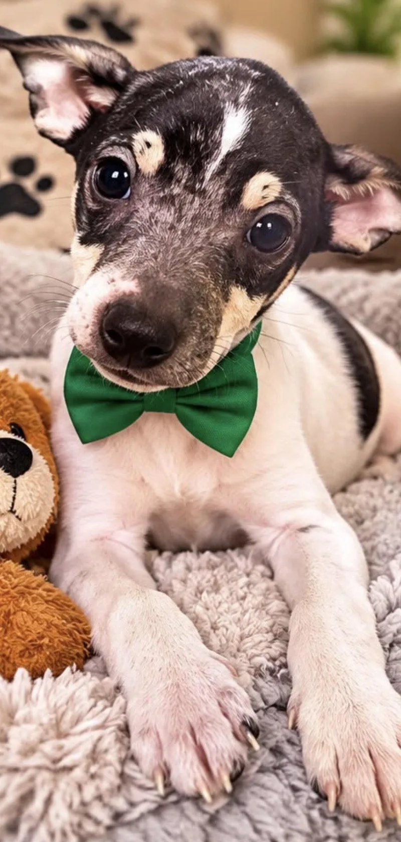 A baby medium-sized male Rat Terrier dog named Jaden for adoption in Margate, FL