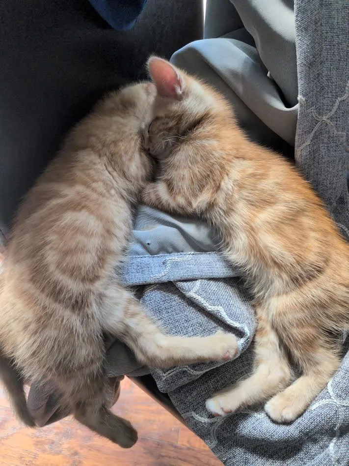 A baby medium-sized female Orange & White Domestic Short Hair cat named Ember & Flair Bonded for adoption in Columbia, MD