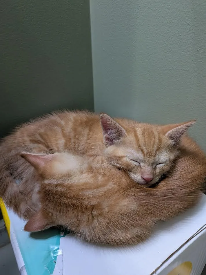 Ember & Flair Bonded thumbnail 2