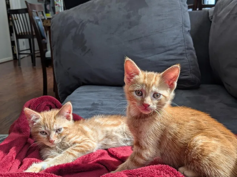 Ember & Flair Bonded thumbnail 3