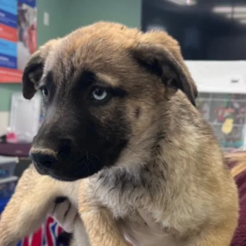 A baby small-sized female Shepherd dog named Rachel for adoption in Los Angeles, CA