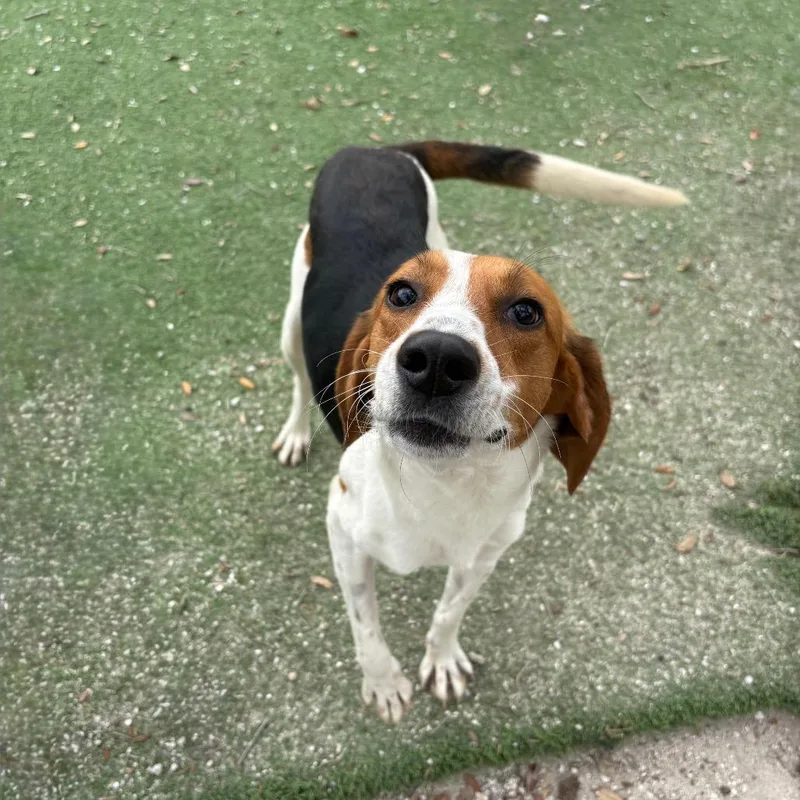 Sawyer Aka Cooper