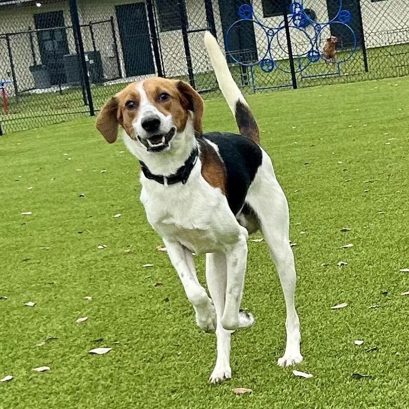 Sawyer  Aka Cooper thumbnail 2