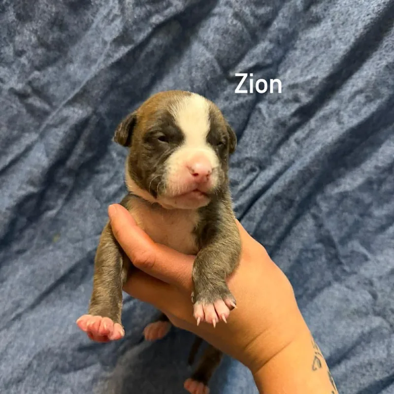 Zion