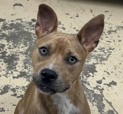 An adult medium-sized female Pit Bull Terrier dog named Daisy for adoption in West Memphis, AR