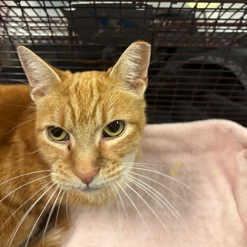A senior medium-sized female Orange / Red Domestic Short Hair cat named Bella for adoption in Chicago, IL