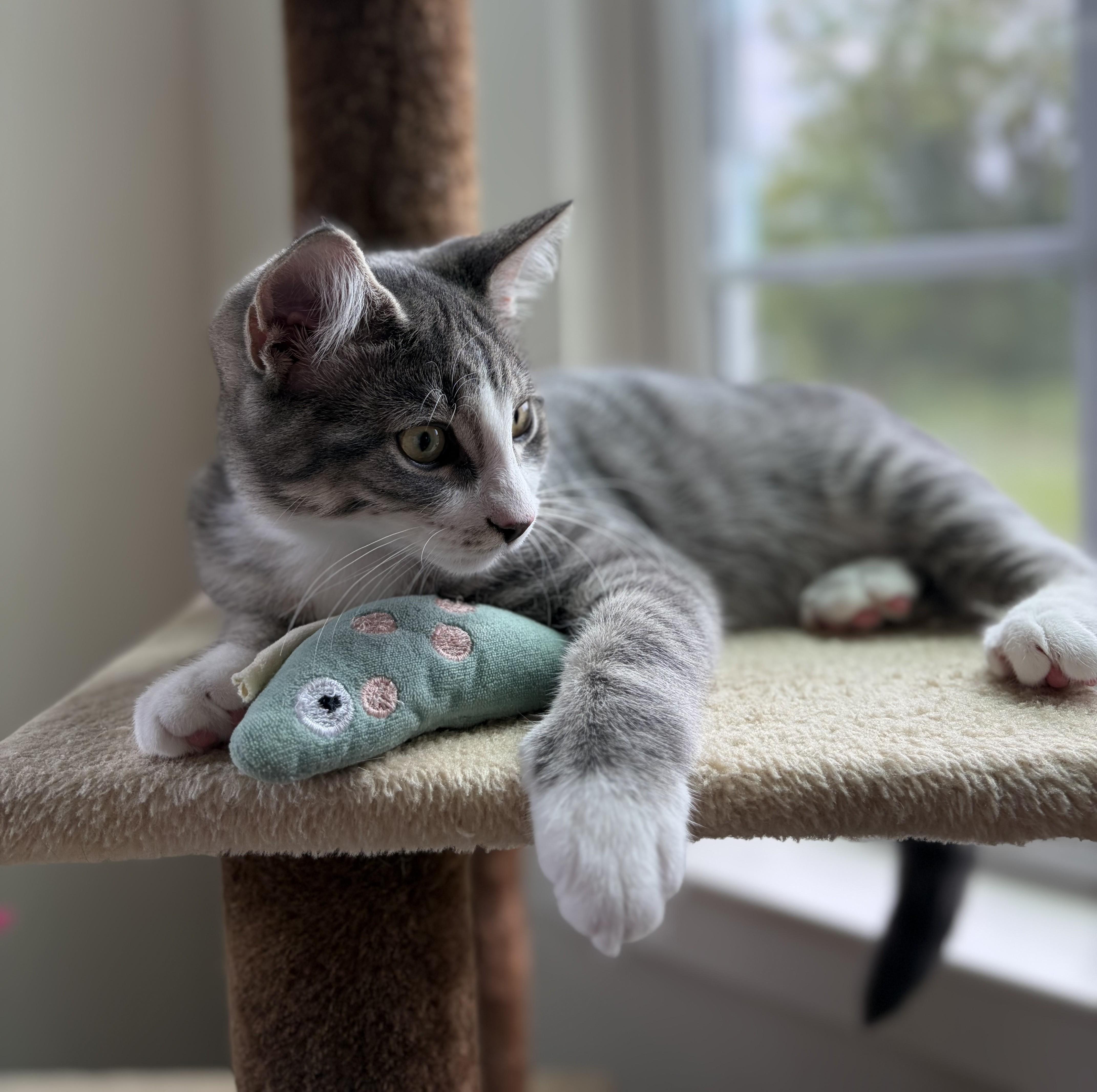 A young medium-sized male Gray & White Domestic Short Hair cat named Hungry Caterpillar for adoption in Germansville, PA