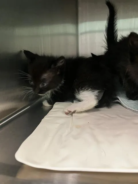 A baby small-sized female Domestic Short Hair cat named Blitz for adoption in Dallas, TX