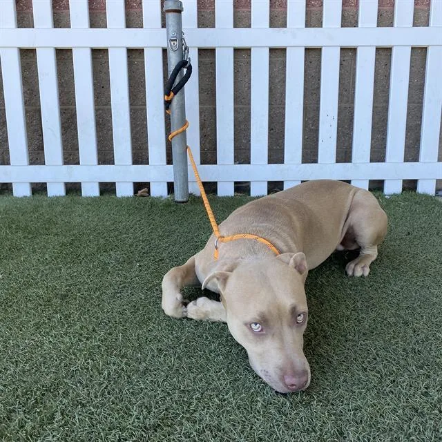 A young large-sized male Pit Bull Terrier dog named Apricot for adoption in Modesto, CA
