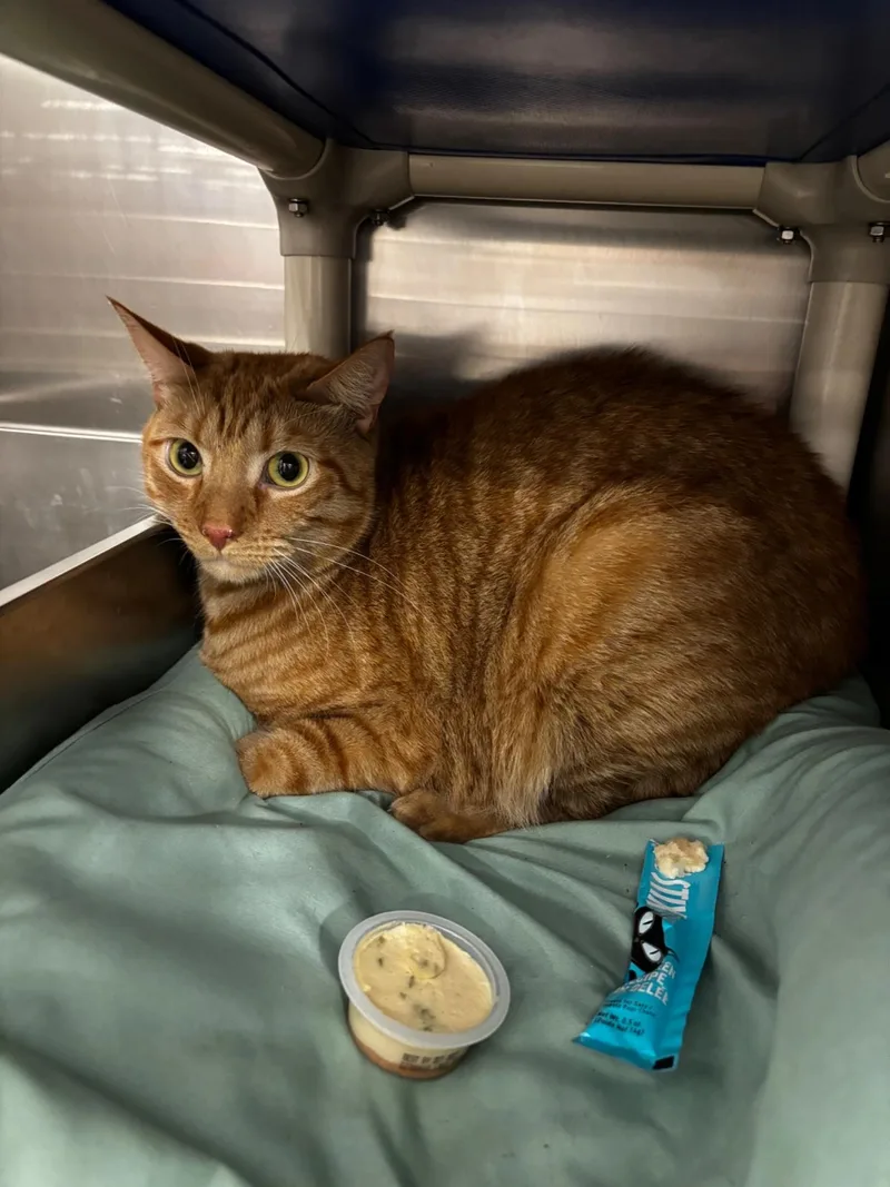 An adult large-sized male Domestic Short Hair cat named Clark for adoption in Maple Shade, NJ