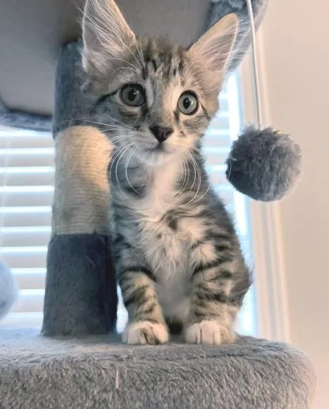 A baby medium-sized male Gray & White Domestic Short Hair cat named Puck for adoption in Smithfield, NC
