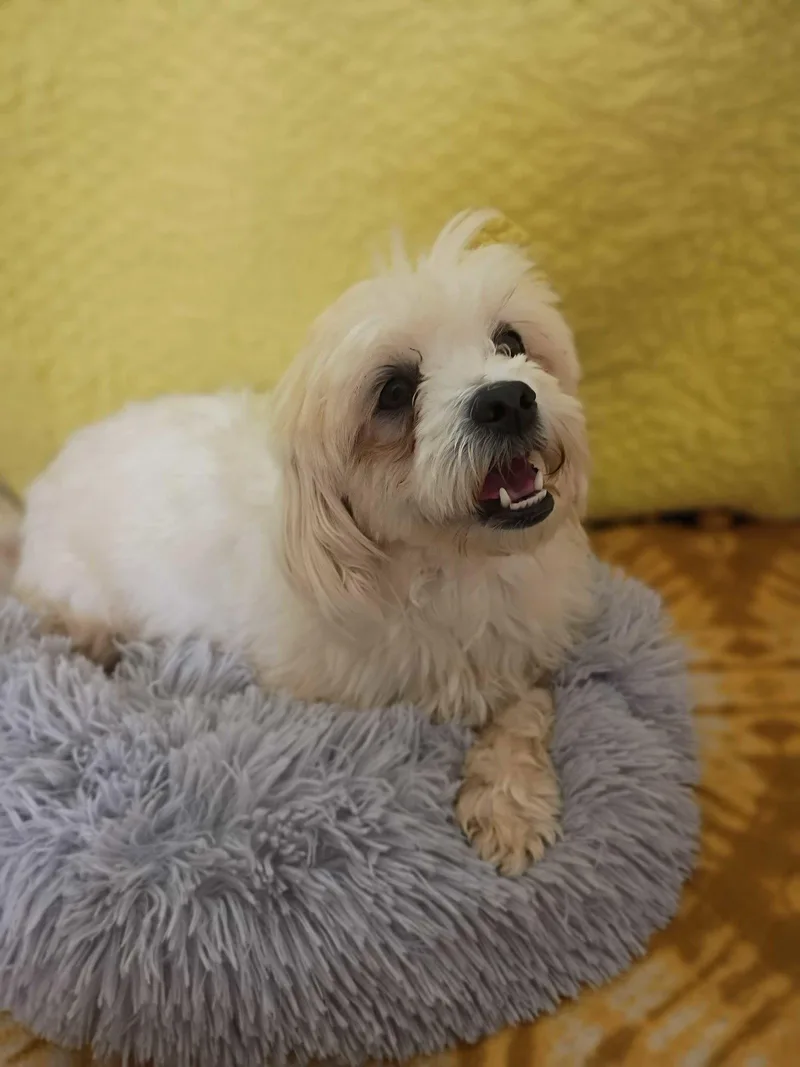 An adult small-sized female Shih Tzu dog named Ceryse Mar for adoption in Pacolet, SC