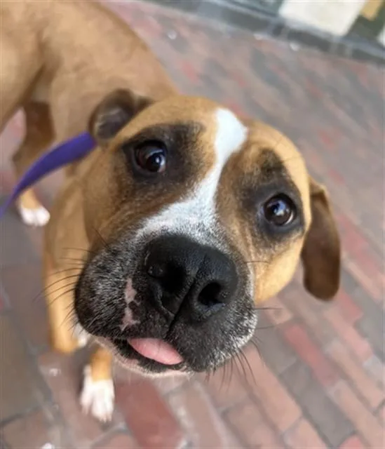 An adult medium-sized female Boxer dog named Lola for adoption in Boston, MA