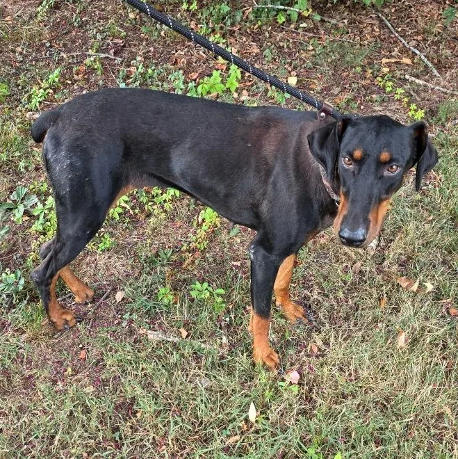 An adult large-sized female Black Mixed Breed dog named Paramore for adoption in Greensboro, NC