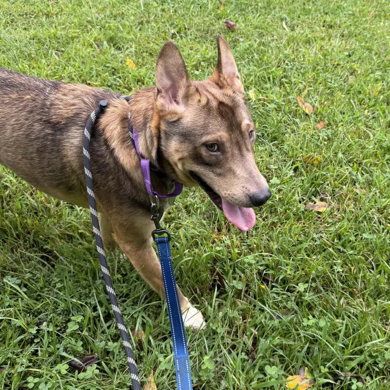 Dingo