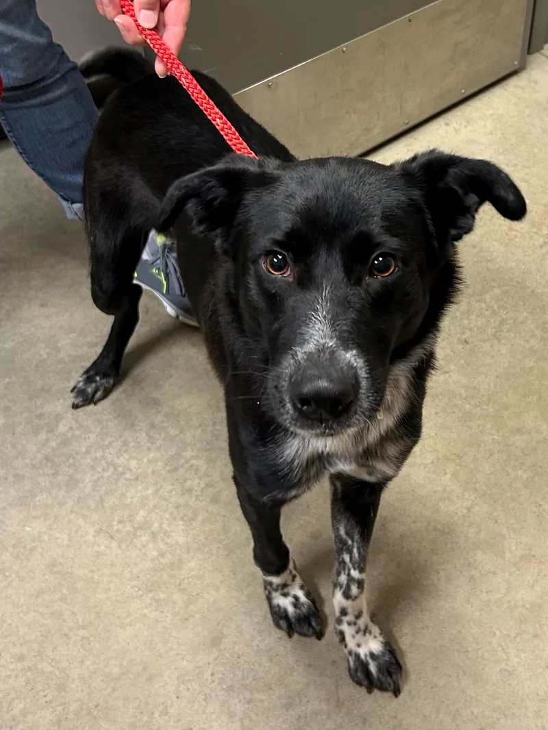 An adult medium-sized male Border Collie dog named Roman for adoption in Mason City, IA