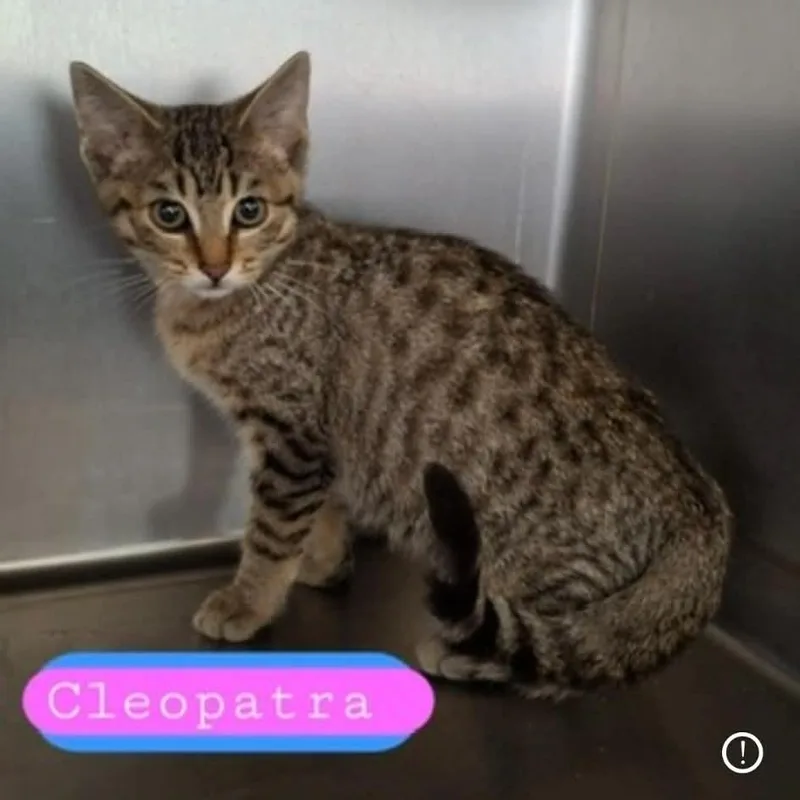 Cleopatra thumbnail 2