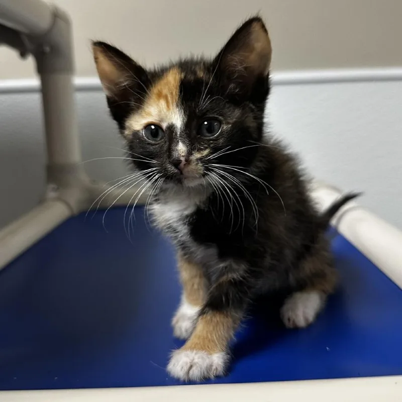 A baby small-sized female Calico Domestic Short Hair cat named Genie for adoption in Blue Ridge, GA