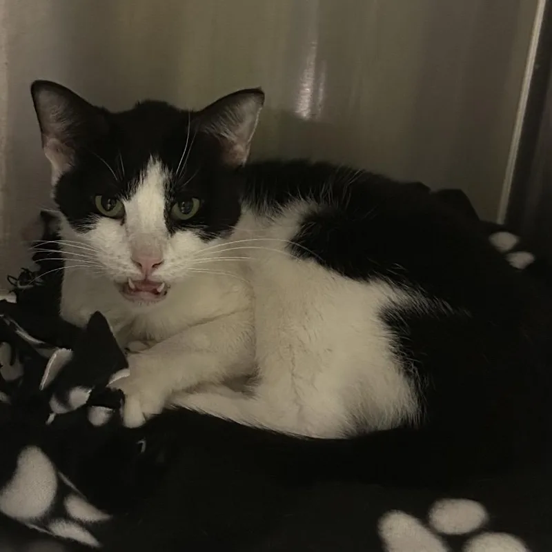 A senior medium-sized female Black Domestic Short Hair cat named Buffy for adoption in San Gabriel, CA