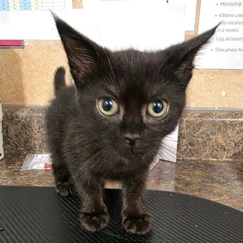 A baby small-sized female Black Domestic Short Hair cat named Juni for adoption in Eureka Springs, AR