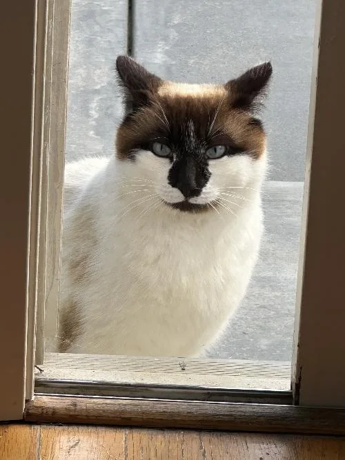 An adult small-sized female White Ragdoll cat named Bandit for adoption in Half Moon Bay, CA
