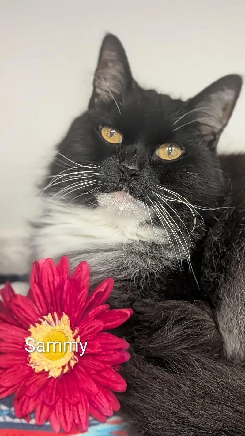An adult large-sized female Black & White / Tuxedo Domestic Long Hair cat named Sammy for adoption in Flint, MI