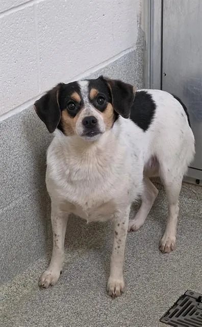 An adult medium-sized female Beagle dog named Mitzi for adoption in Statesville, NC