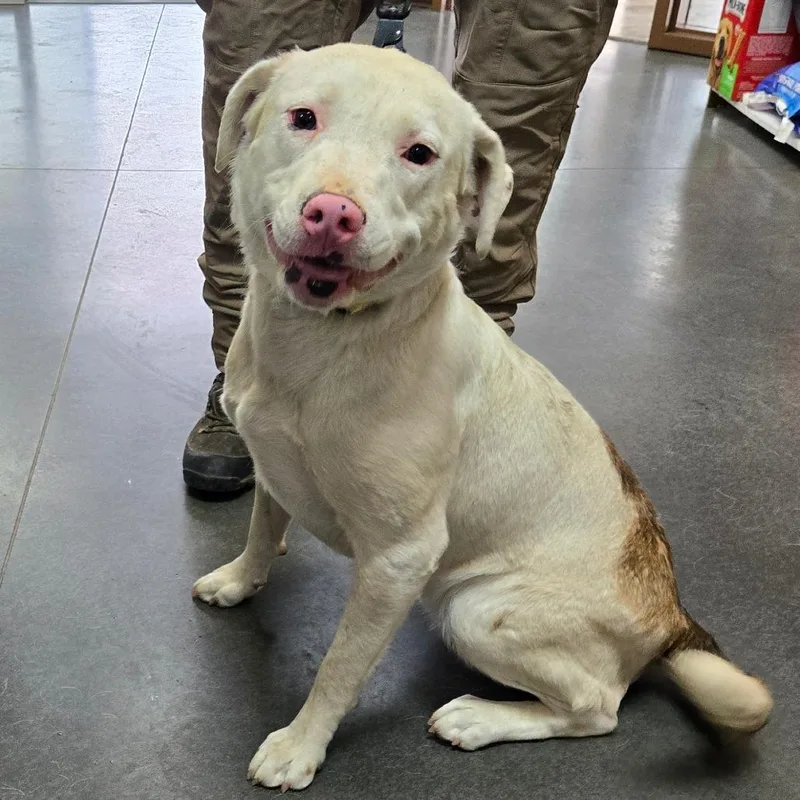 An adult medium-sized female White / Cream Pit Bull Terrier dog named Missy for adoption in Idaho Falls, ID