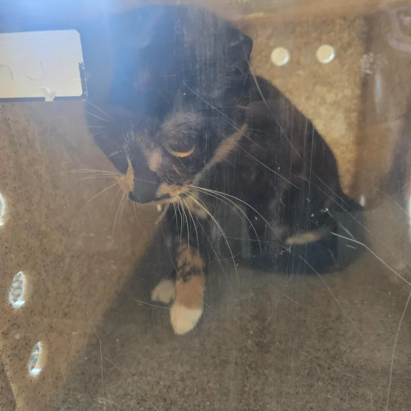 An adult medium-sized female Calico Domestic Short Hair cat named Billy Jo for adoption in Philadelphia, PA