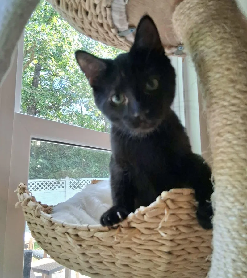 A baby medium-sized male Domestic Short Hair cat named Fluffo for adoption in Lake Saint Louis, MO