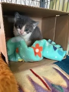 A baby small-sized male Gray & White Domestic Short Hair cat named Cadbury for adoption in Black River Falls, WI