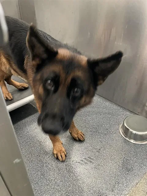 A young extra large-sized male Mixed Breed dog named Max for adoption in Dallas, TX