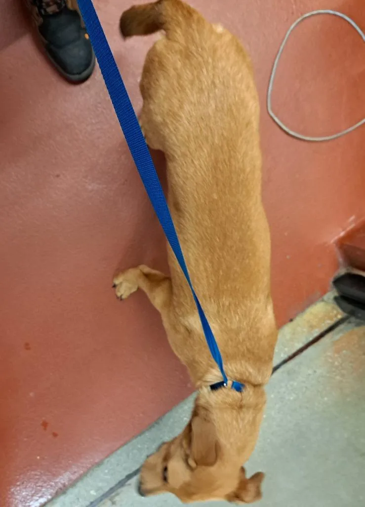 A baby medium-sized female Mixed Breed dog named Beatrice for adoption in Douglasville, GA