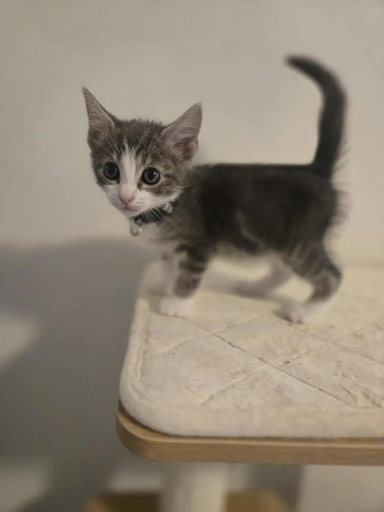 A baby small-sized male Gray & White Domestic Short Hair cat named Stanley for adoption in Cary, NC