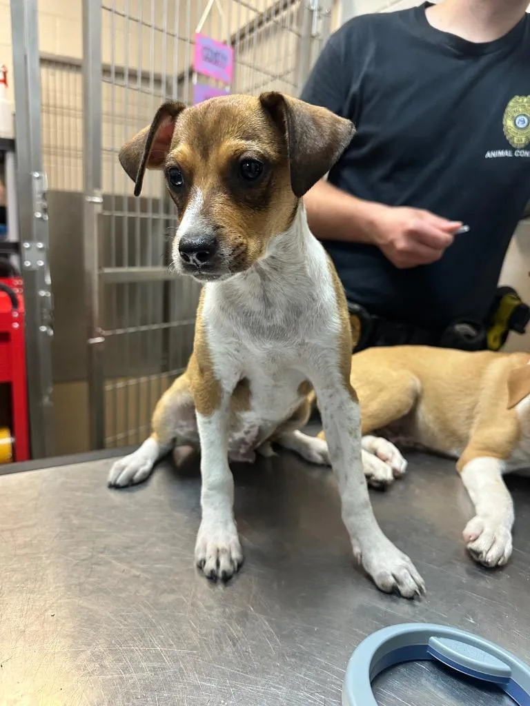 A baby medium-sized male Mixed Breed dog named Baby Shower for adoption in Rome, GA