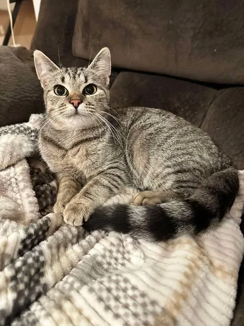 A young medium-sized female Tabby (Gray / Blue / Silver) Domestic Short Hair cat named Sadie for adoption in East Lansing, MI