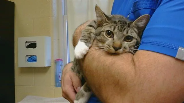 A baby medium-sized male Domestic Short Hair cat named Voyager for adoption in Cookeville, TN
