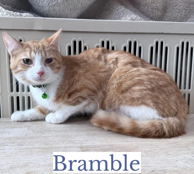 Bramble thumbnail 2