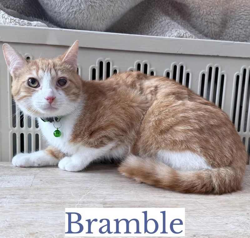 A young medium-sized male Orange & White Domestic Short Hair cat named Bramble for adoption in Berkeley Springs, WV