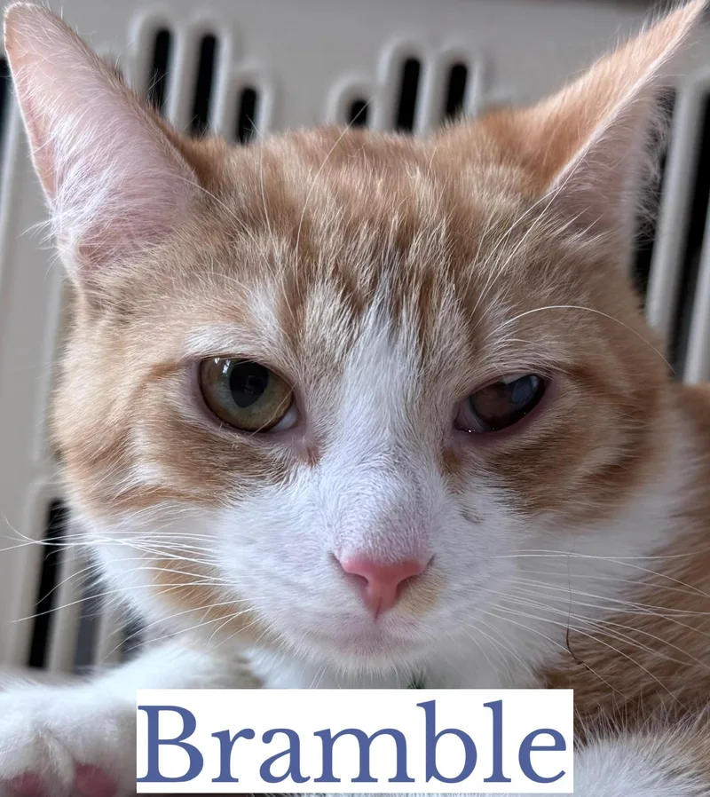 Bramble thumbnail 4