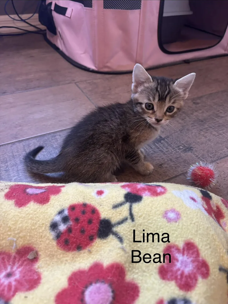 A baby small-sized female Domestic Short Hair cat named Lima Bean for adoption in queen creek, AZ